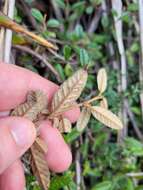 Plancia ëd Pomaderris paniculosa subsp. novaezelandiae (L. B. Moore) N. G. Walsh