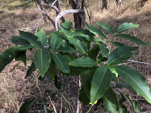 Image of Australian teak