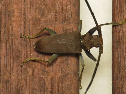 Image of Longhorned beetle