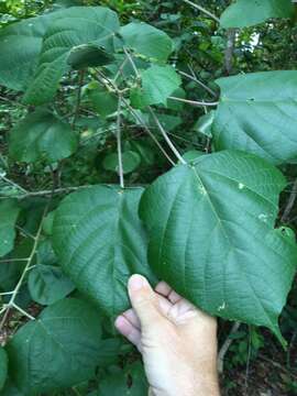 Image of Macaranga involucrata Baill.