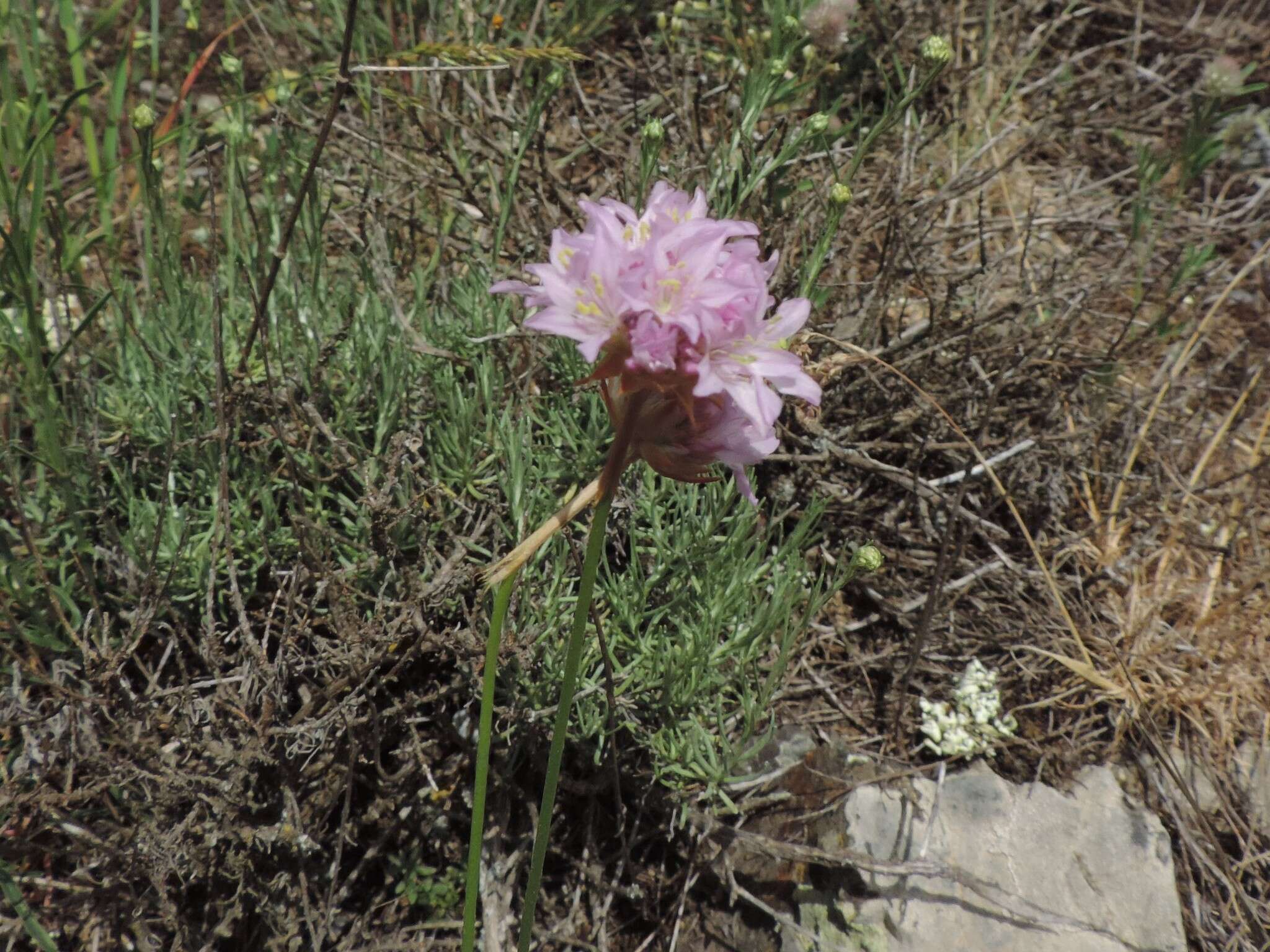 Image of Armeria denticulata (Bertol.) DC.