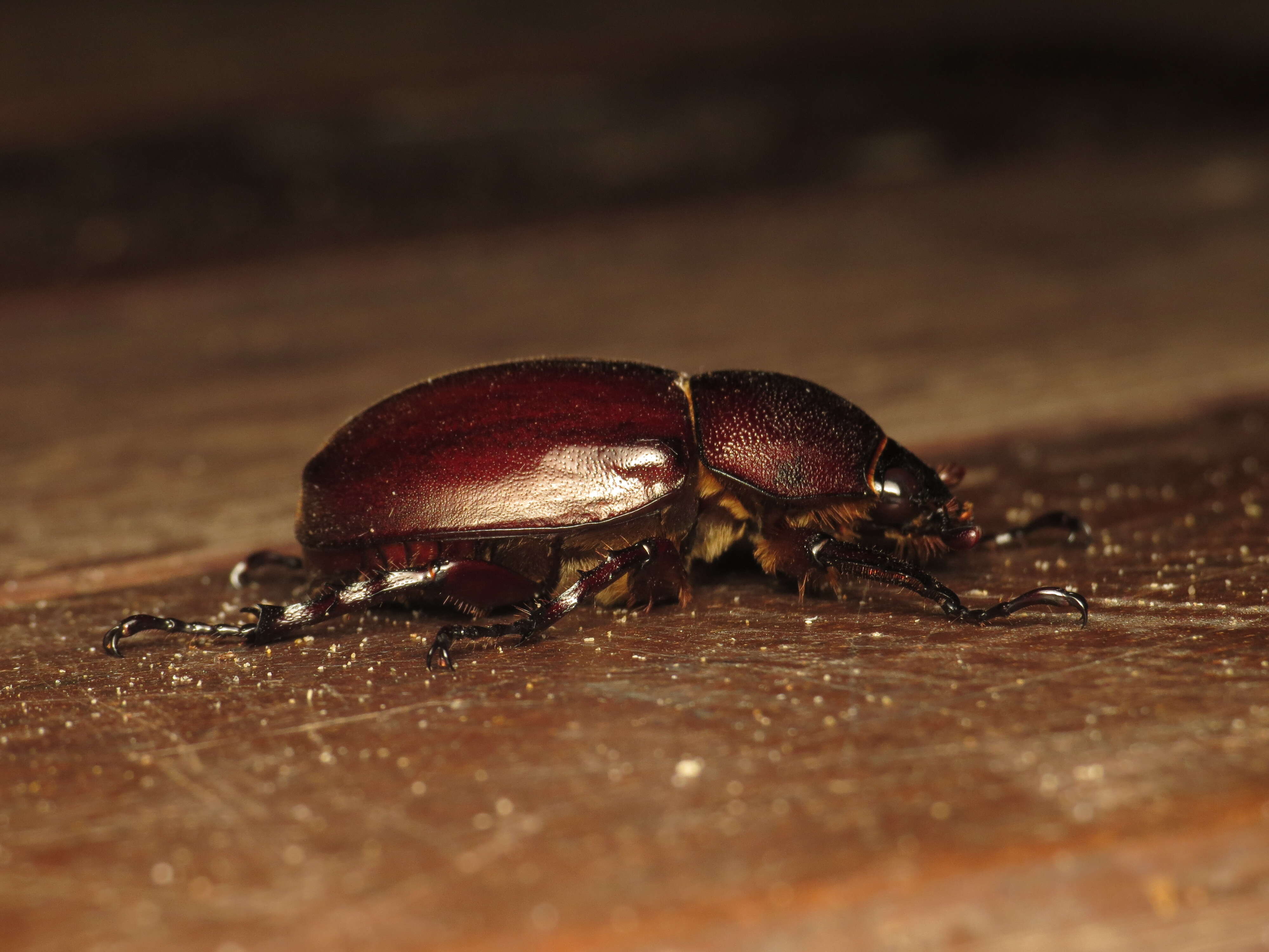 Image of Xylotrupes ulysses (Guérin-Méneville 1830)