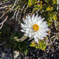 Imagem de Xerochrysum milliganii (Hook. fil.) Paul G. Wilson