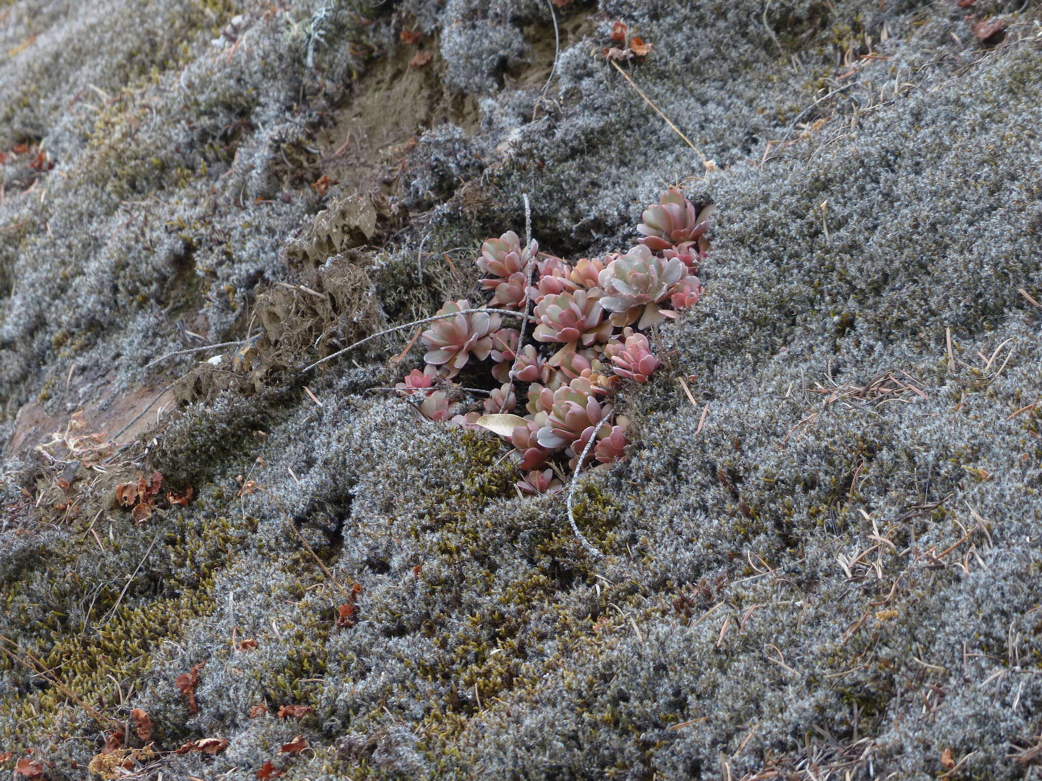 Image of Heckner's stonecrop