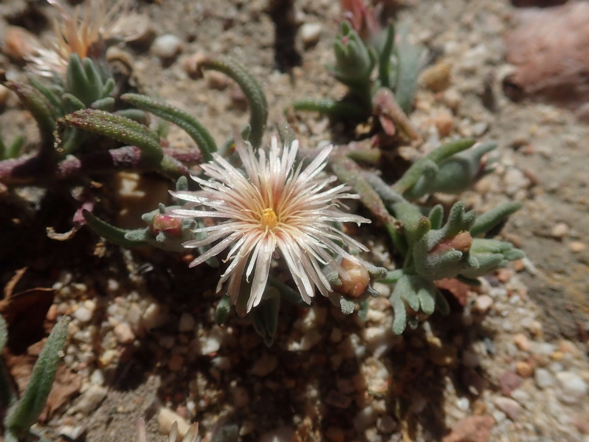 Image of Mesembryanthemum grossum (Soland.)