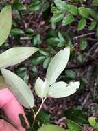 Image of Petalostigma pachyphyllum Airy Shaw