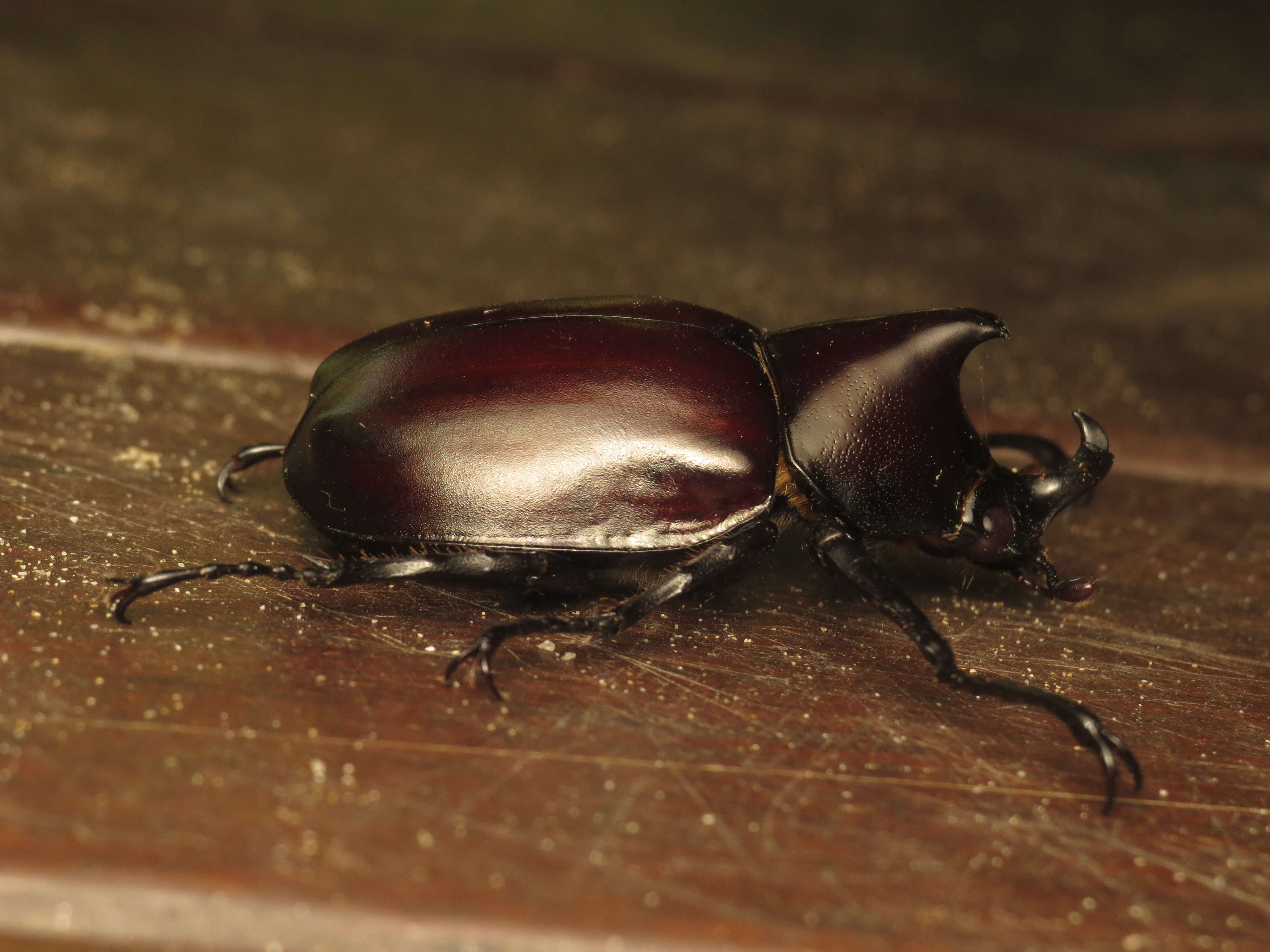 Image of Xylotrupes ulysses (Guérin-Méneville 1830)