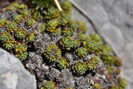 Sivun Saxifraga marginata Sternb. kuva