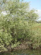 Image de Salix acmophylla Boiss.