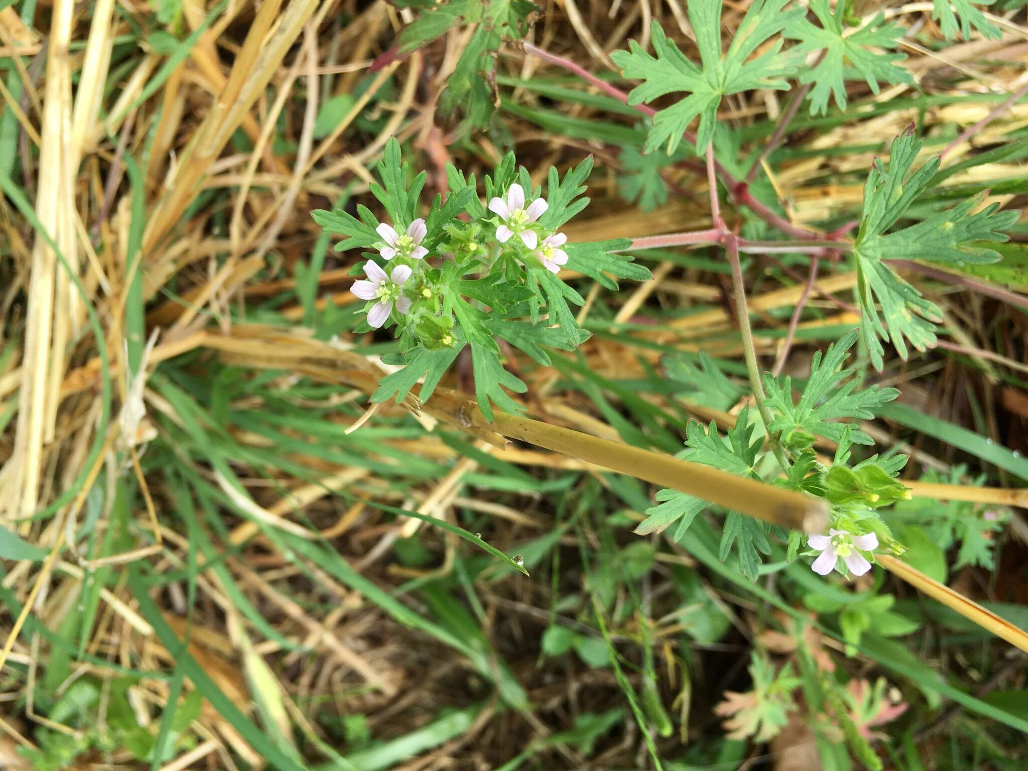 Geranium carolinianum L. resmi