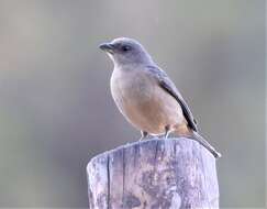 صورة Rauenia bonariensis schulzei (Brodkorb 1938)