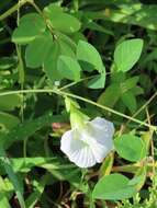 Imagem de Clitoria ternatea var. ternatea