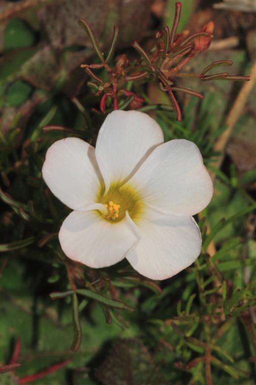 Image de Oxalis goniorrhiza Eckl. & Zeyh.