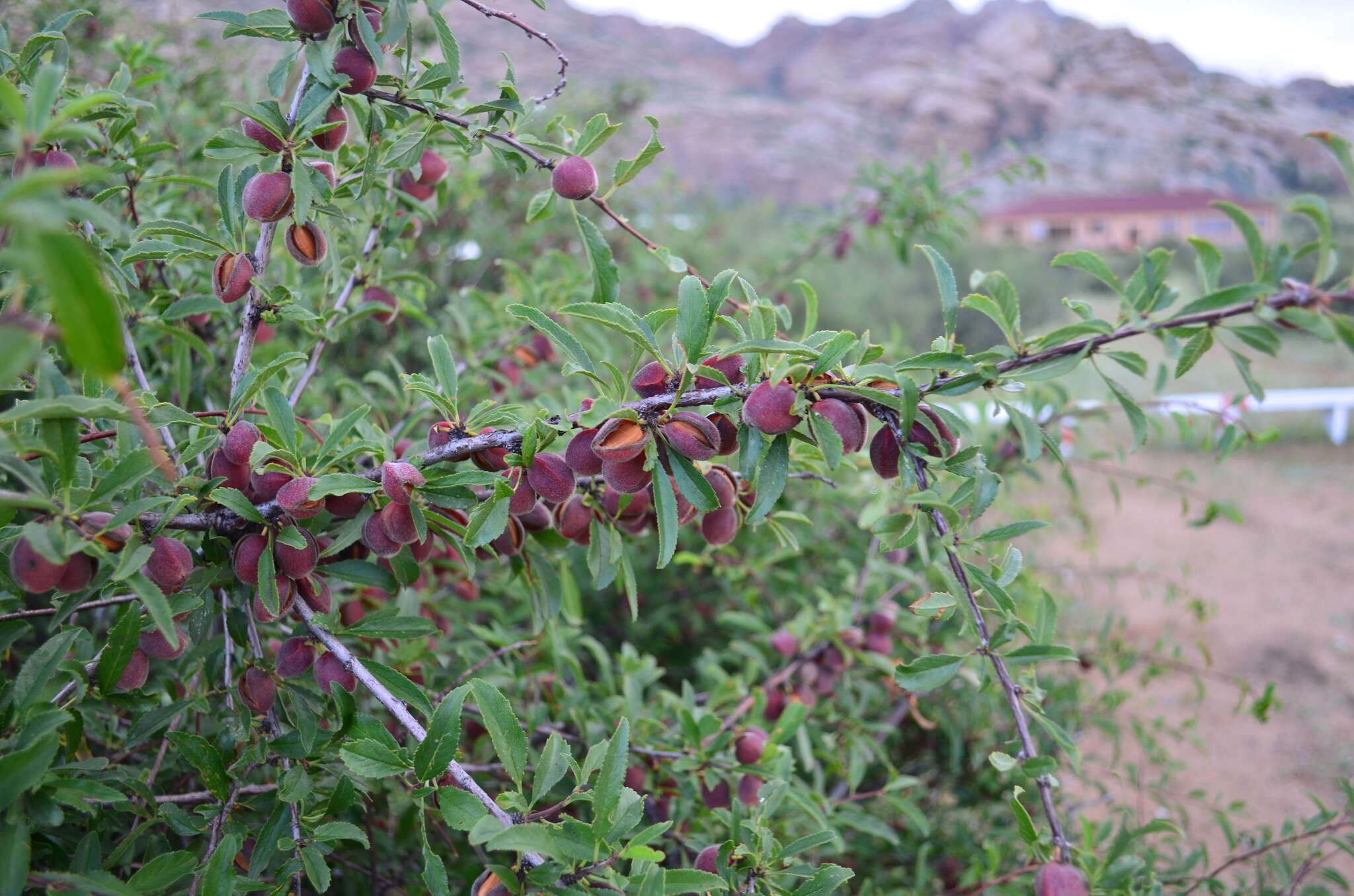 Imagem de Prunus pedunculata (Pall.) Maxim.