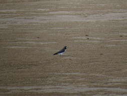 Image of White-breasted Woodswallow