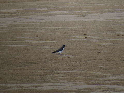 Image of White-breasted Woodswallow