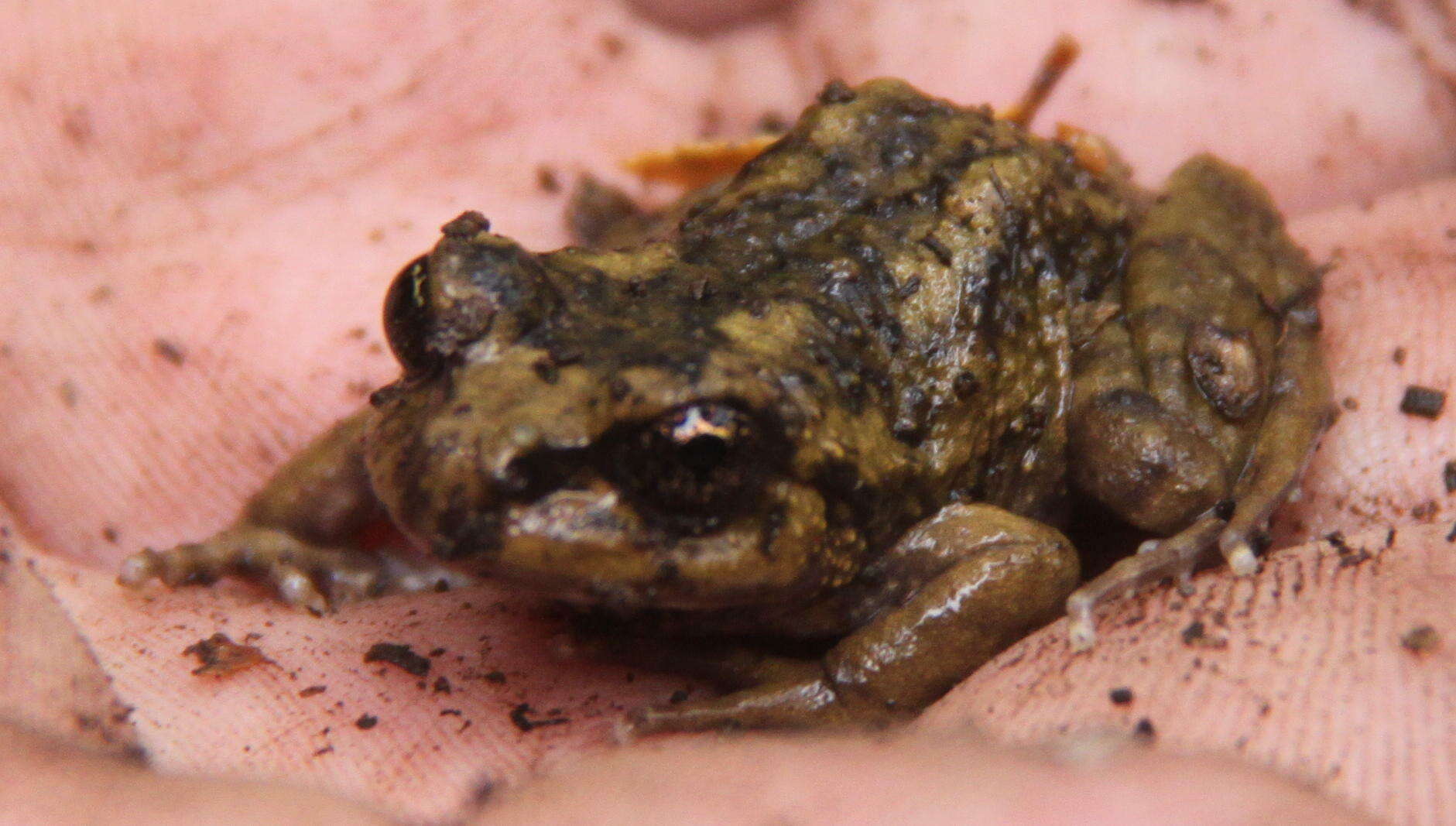 Image of Cabreria Spiny-chest Frog