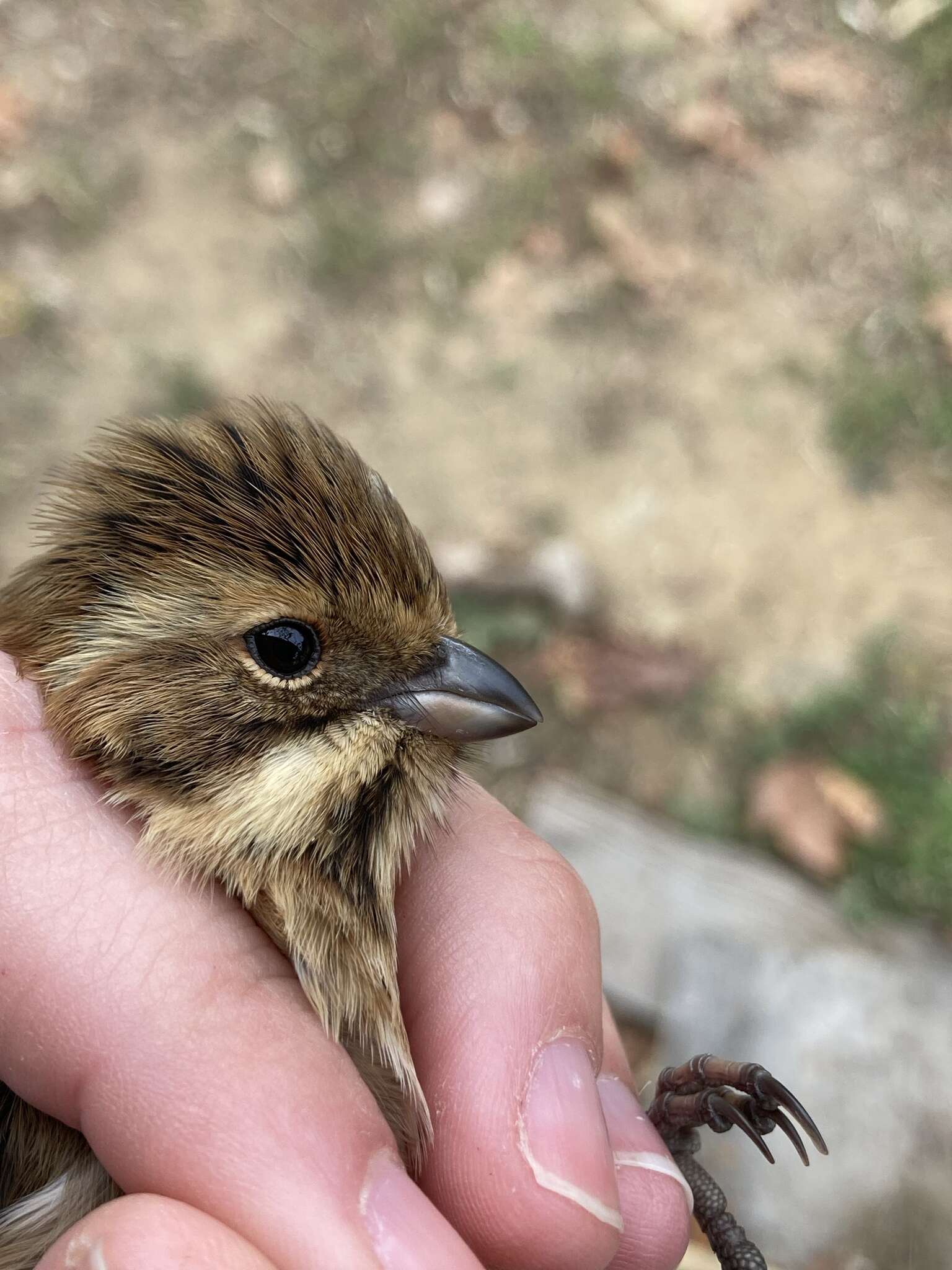 Image of Emberiza schoeniclus ukrainae (Zarudny 1917)