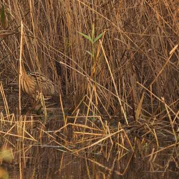 Image of great bittern, bittern