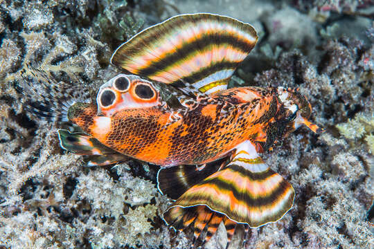 Image of Twinspot lionfish