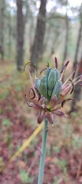 Image of Agave debilis A. Berger