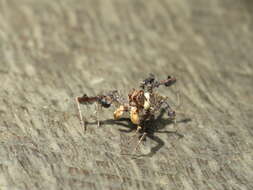 Image of Fringed Jumping Spider