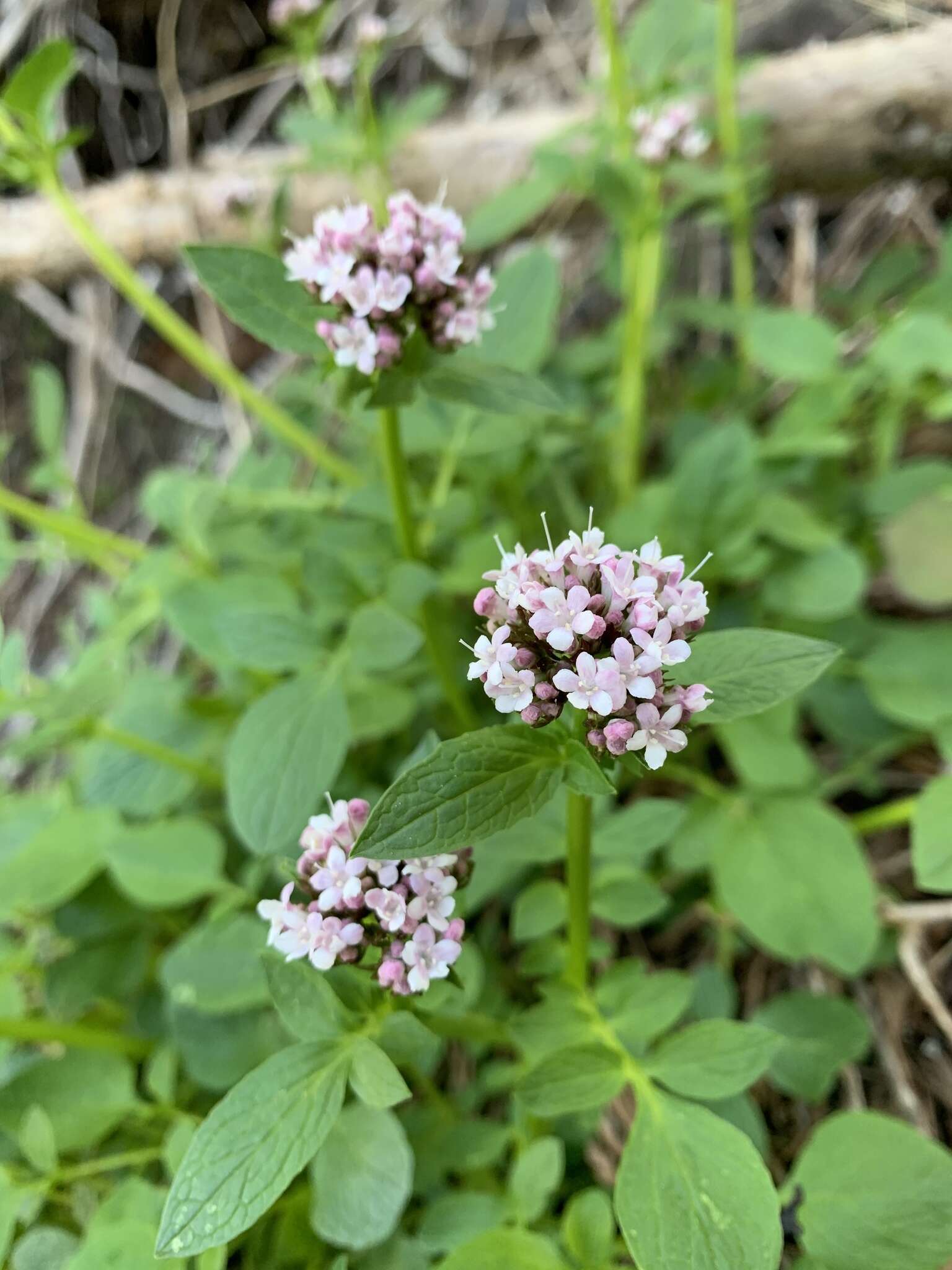 Image of Scouler's Valerian