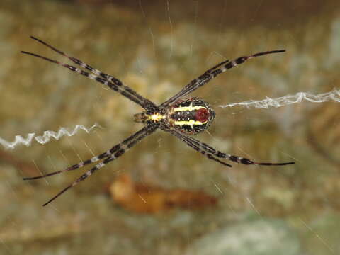 Image of Argiope picta L. Koch 1871