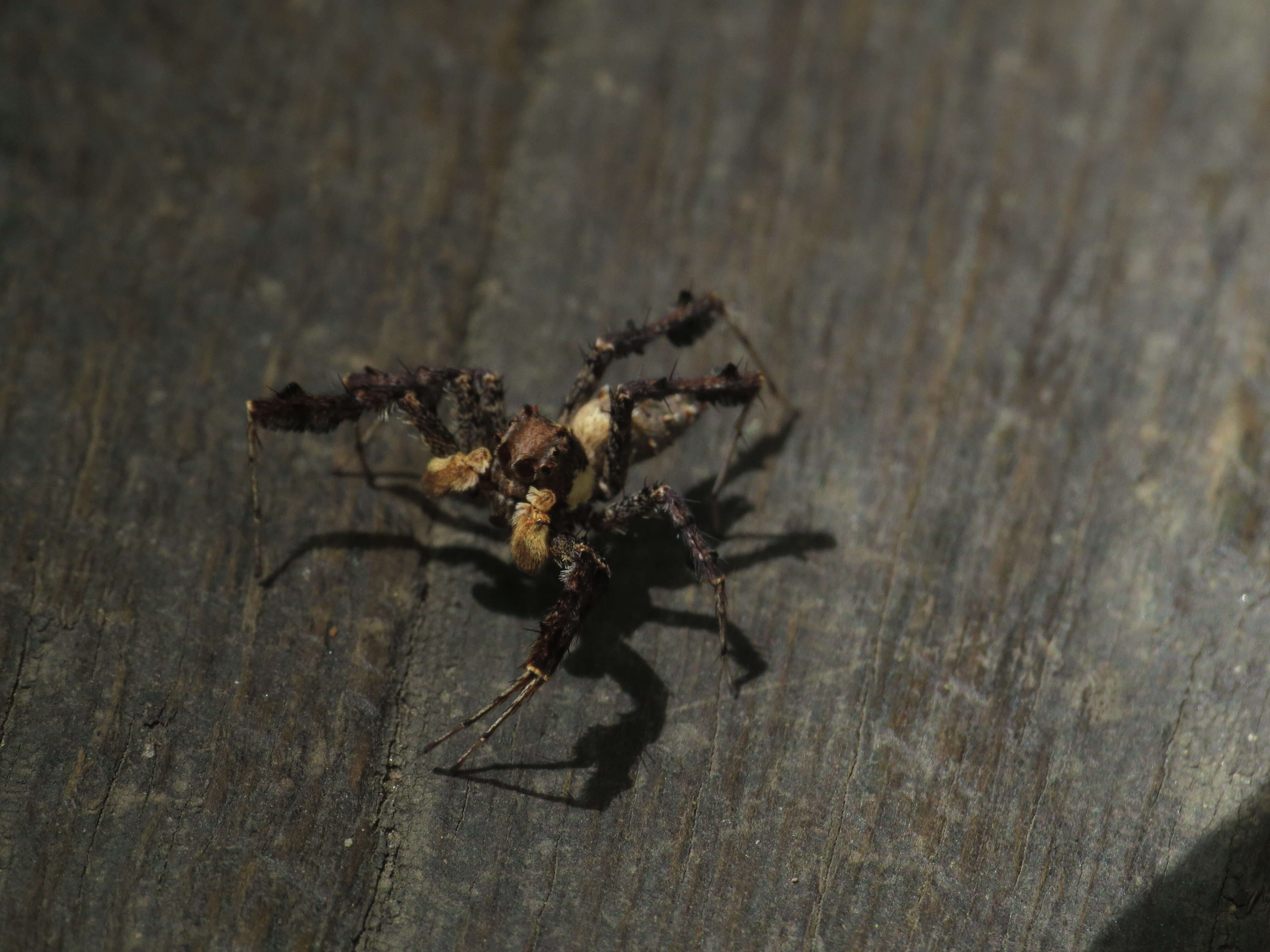 Image of Fringed Jumping Spider