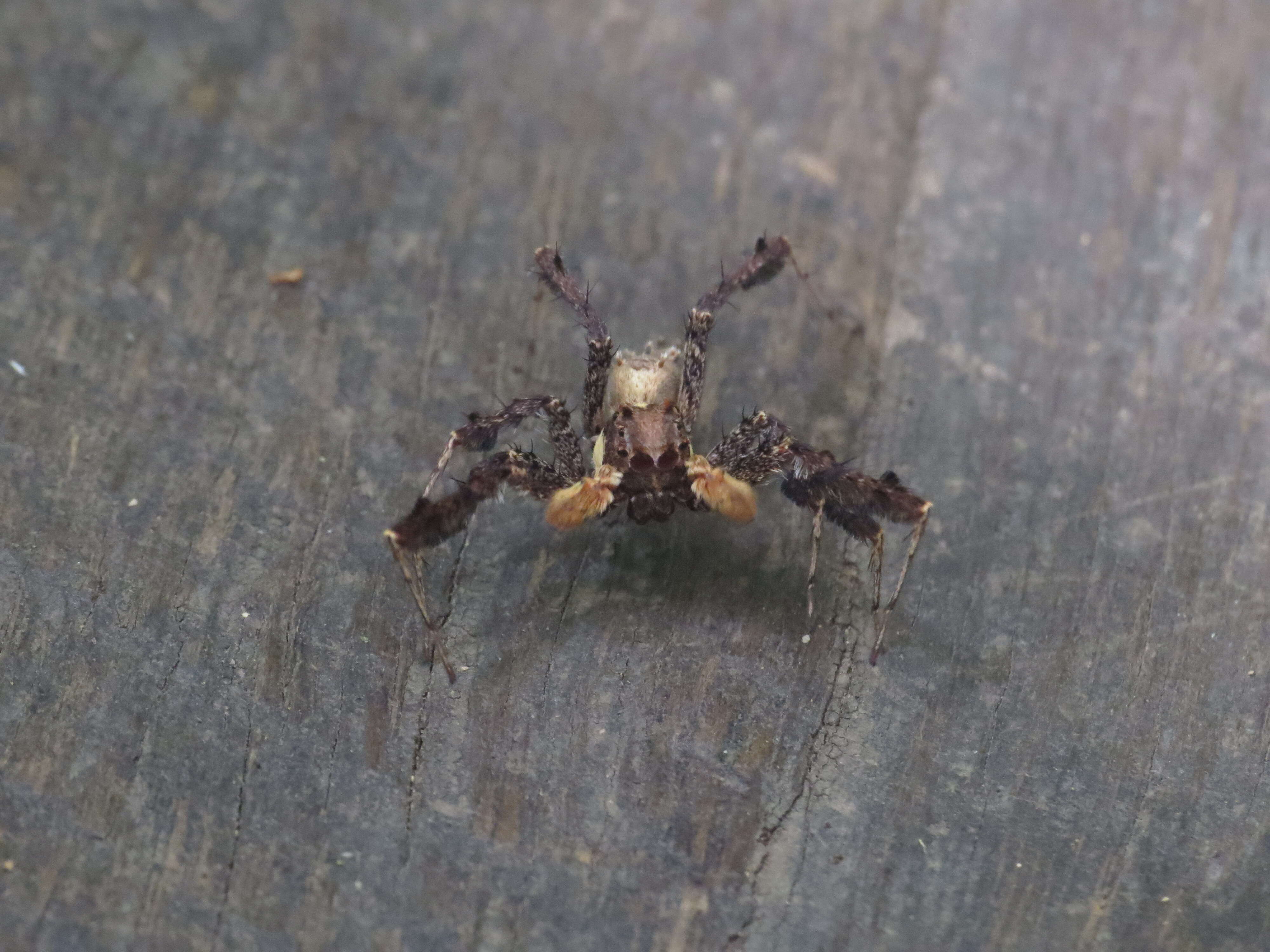 Image of Fringed Jumping Spider