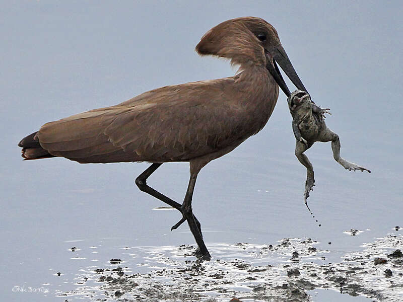 Image of hamerkop