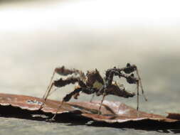 Image of Fringed Jumping Spider