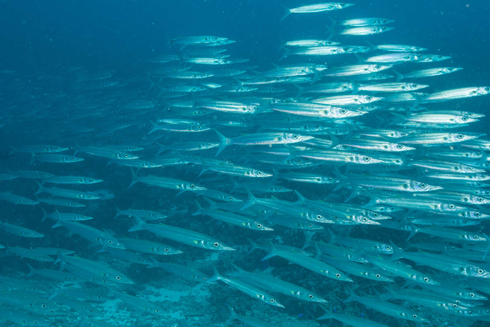 Image of Bigeye barracuda