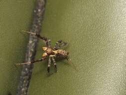 Image of Fringed Jumping Spider