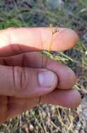 Image of Spreading Beak Sedge