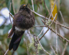 Image of Blue-mantled Thornbill