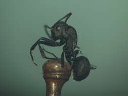 Image of Polyrhachis lacteipennis Smith 1858