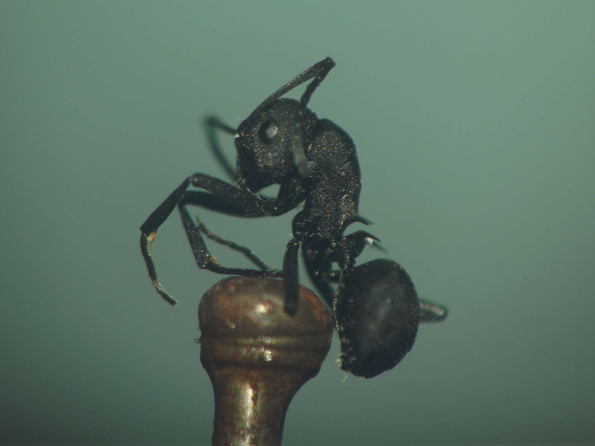 Image of Polyrhachis lacteipennis Smith 1858