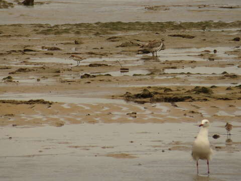 Image of Great Knot