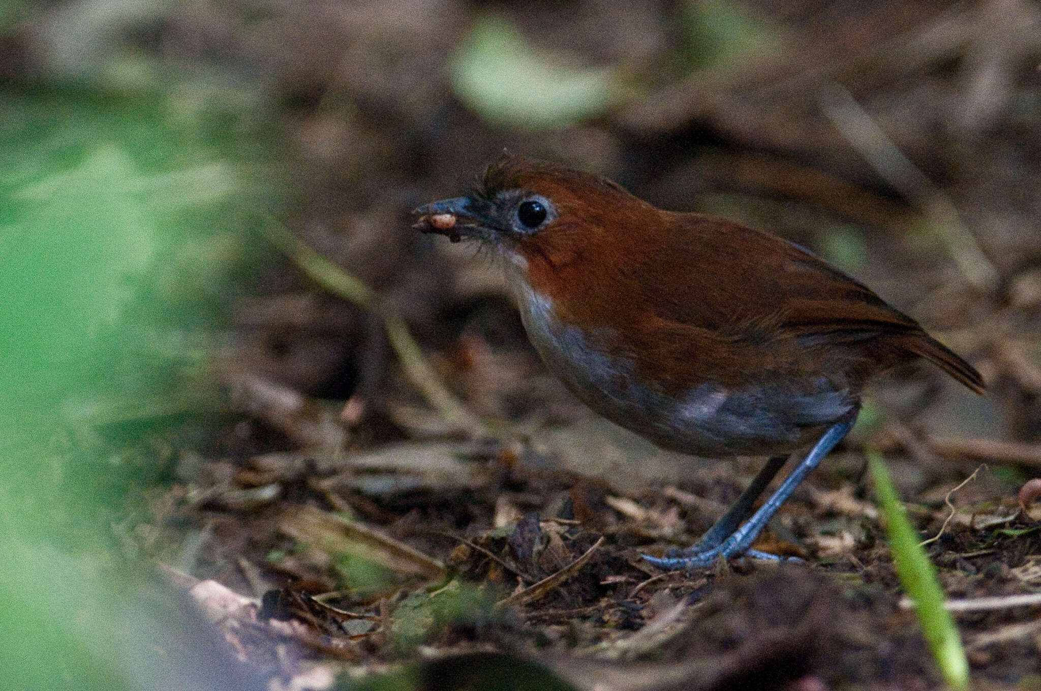 Image of White-bellied Antpitta