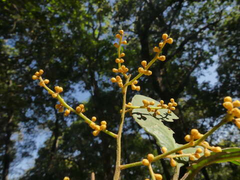 Image of Aglaia elaeagnoidea (A. Juss.) Benth.