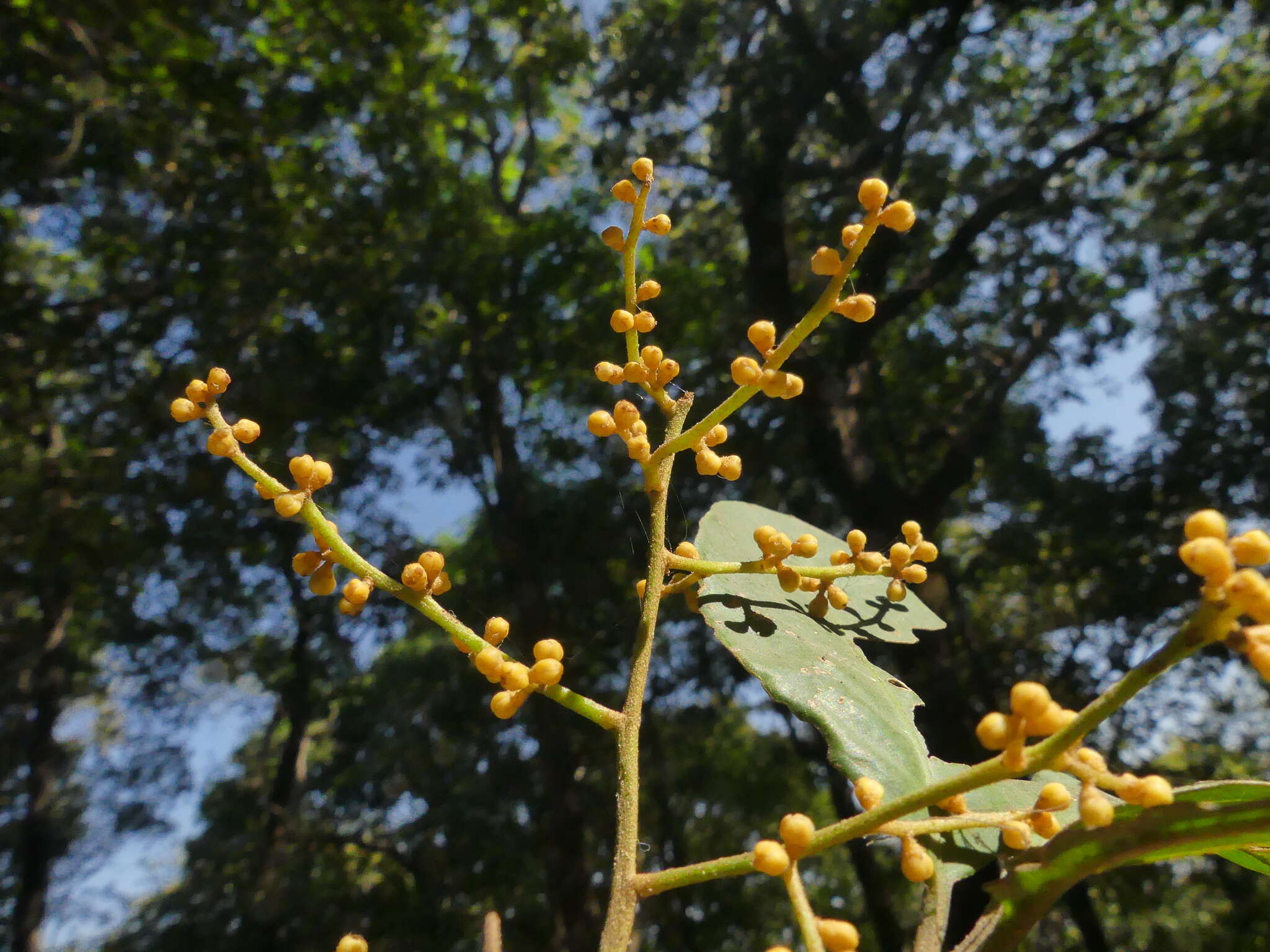 Image of Aglaia elaeagnoidea (A. Juss.) Benth.