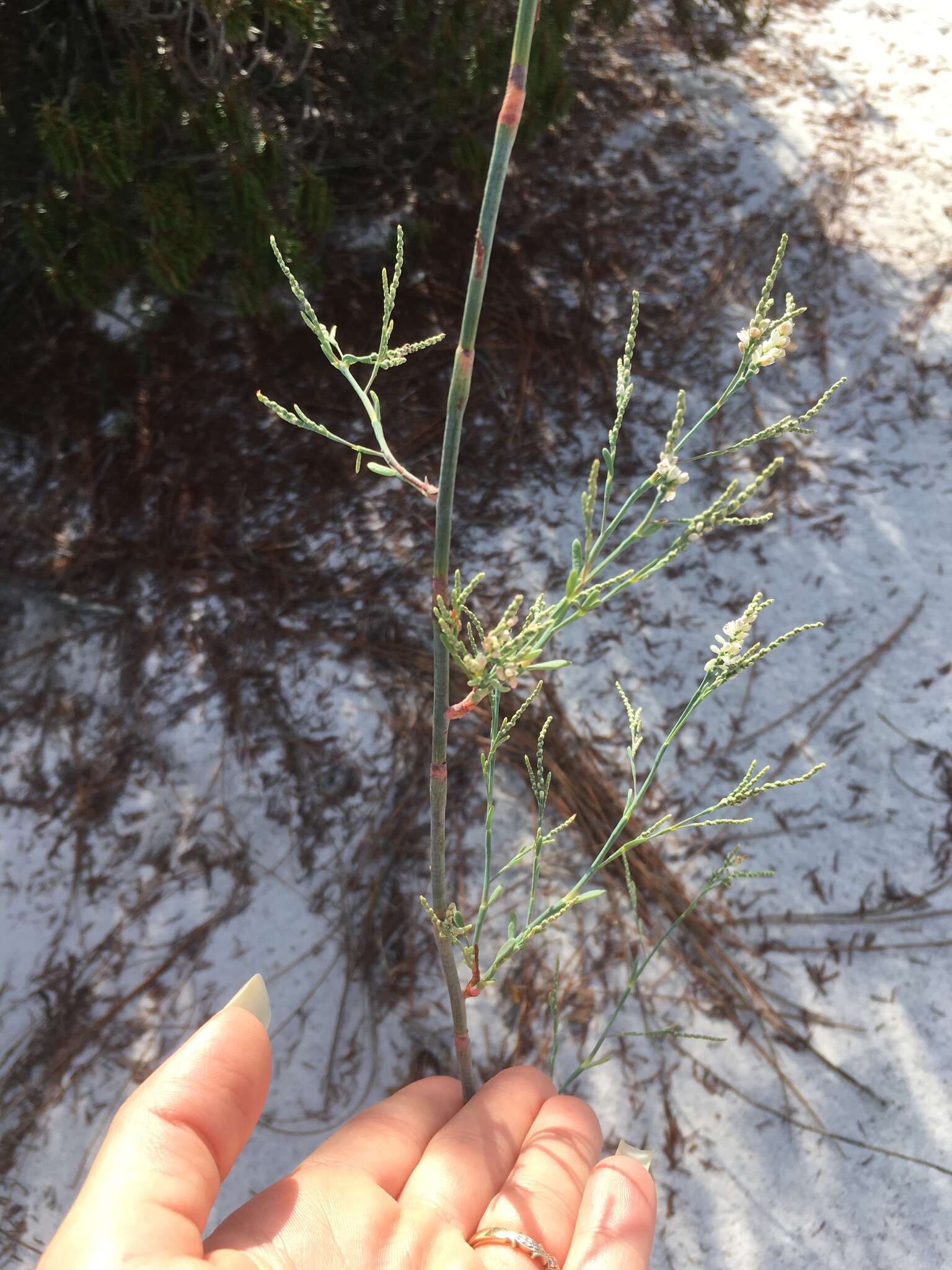 Image de Polygonella gracilis (Nutt.) Meisn.