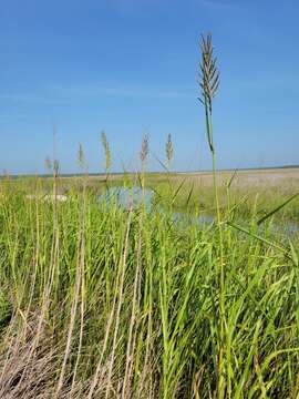 Image of Big Cord Grass