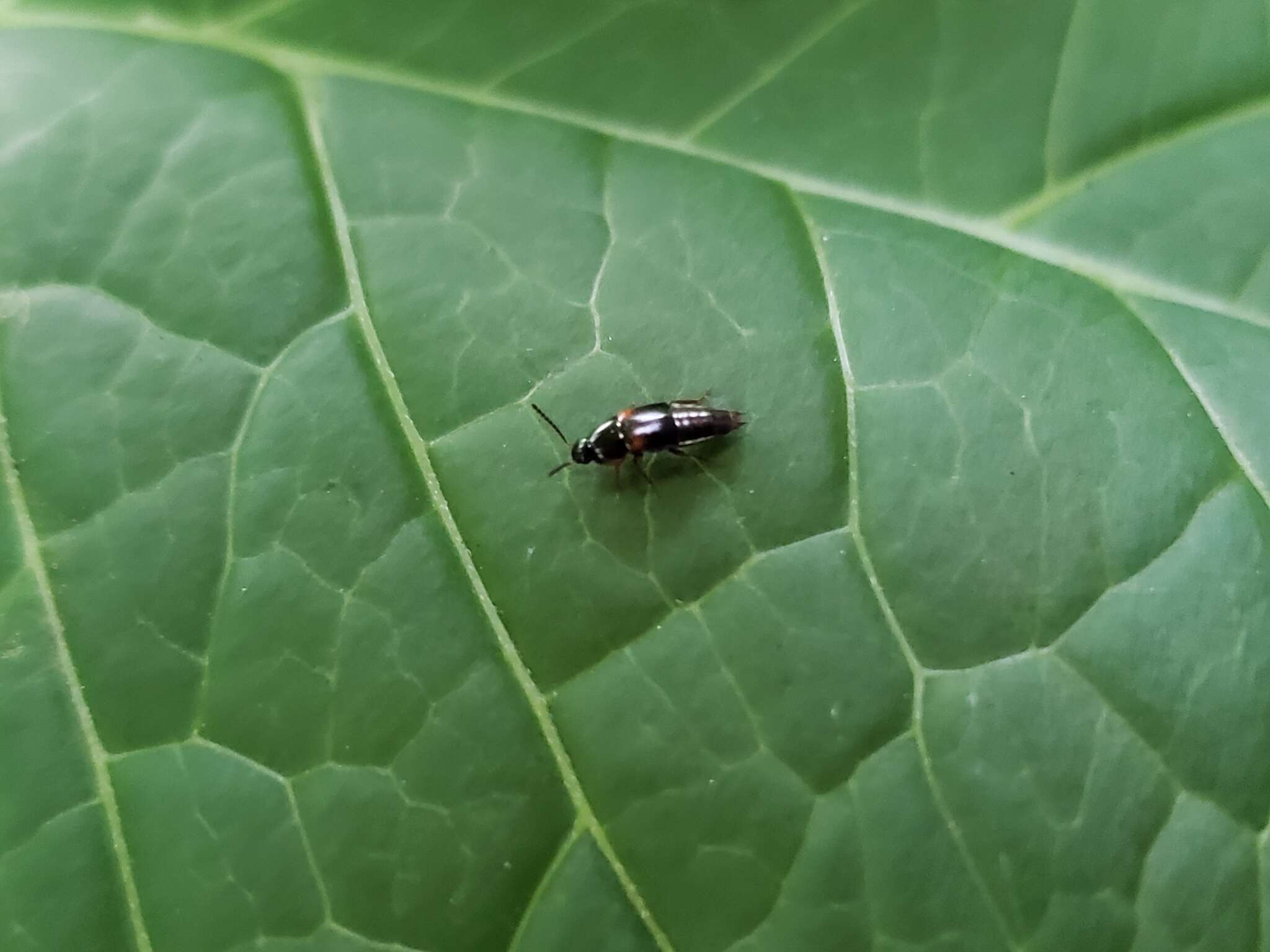 Image of Tachinus (Tachinus) fumipennis (Say 1832)