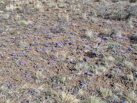 Image of Phlox caespitosa subsp. caespitosa