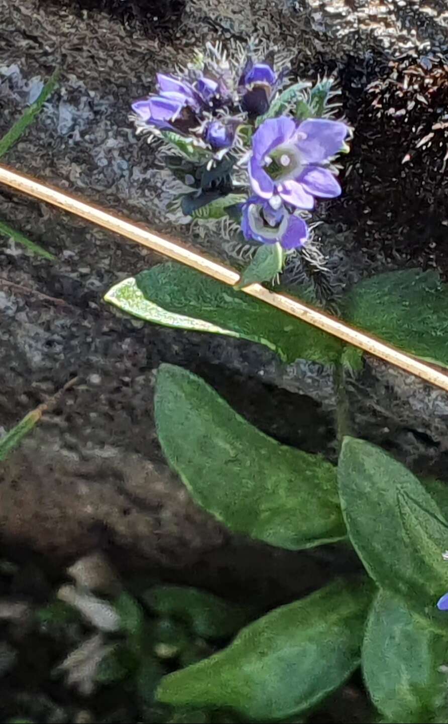 Veronica alpina L. resmi