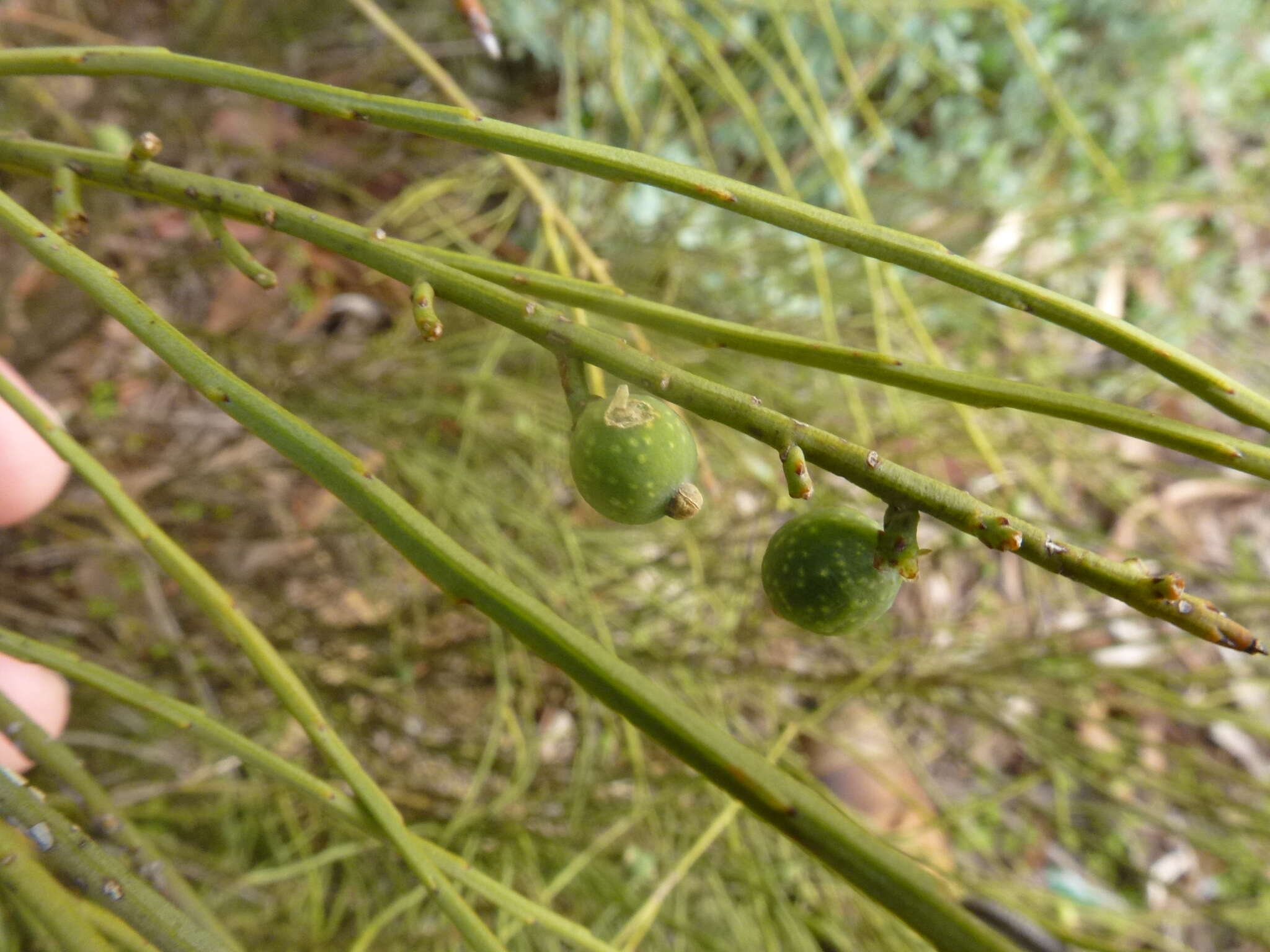 Image of Choretrum glomeratum var. chrysanthum (F. Müll.) Benth.