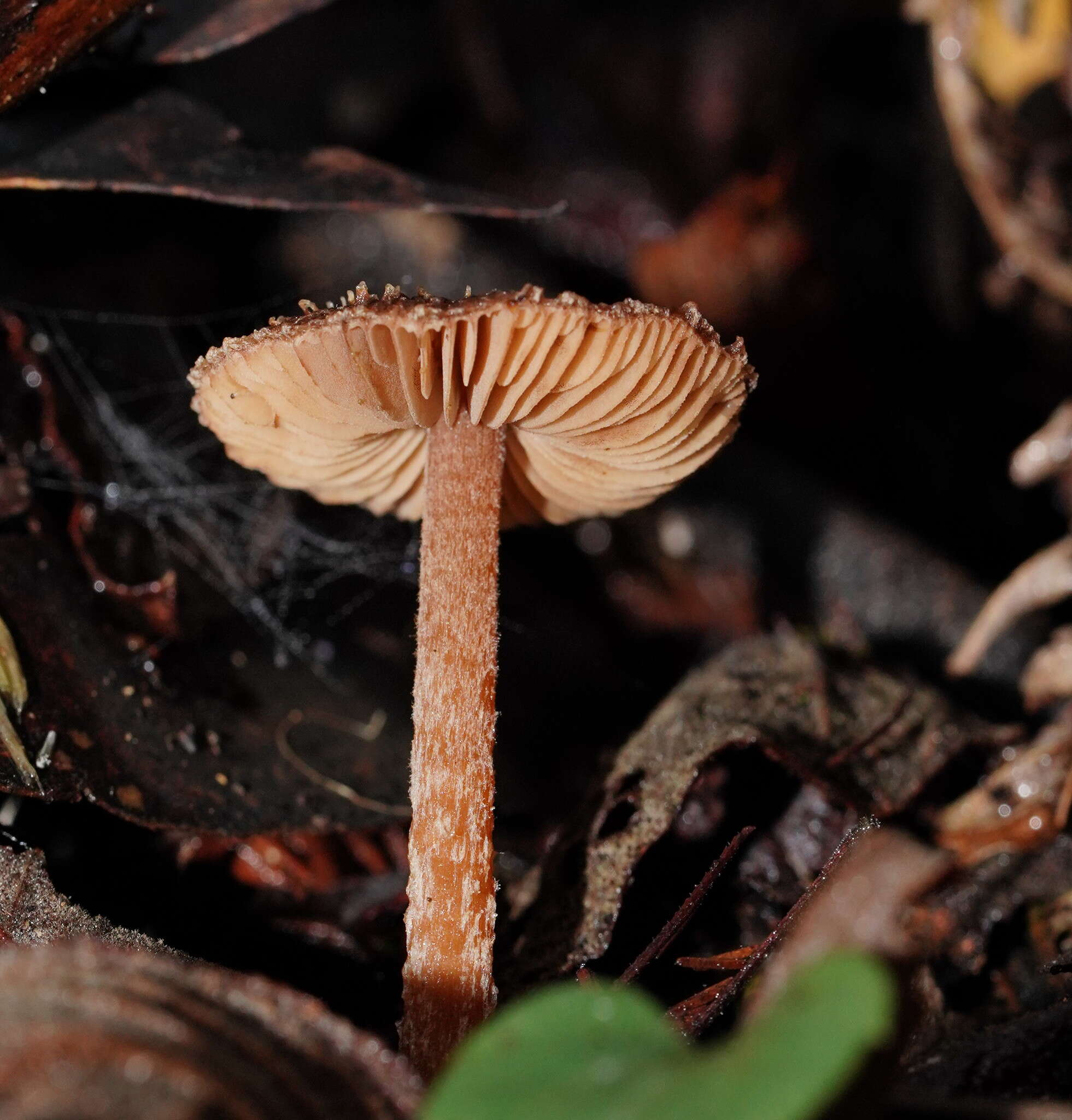 Image of Inocybe fibrillosibrunnea O. K. Mill. & R. N. Hilton 1987