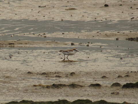 Image of Red-capped Dotterel